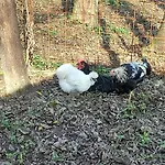 Bed & Breakfast Agricola Godino Ozzano Monferrato